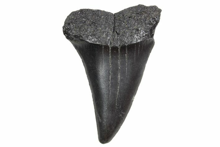 Fossil Broad-Toothed Mako Tooth - South Carolina #360846